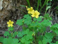 Yellow Wood Sorrell2  Wood Sorrell (Oxalis) All parts of the plant are edible. Contains small amount of oxcilic acid and eating this for a long period of time may block calcium absorption.